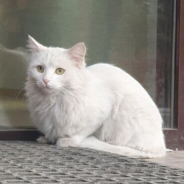 дом для кош: Мышык бекер берилет: Породасыз, Ургаачы — 1