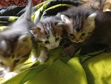 кошка шотландская цена: Котята, помет из нескольких малышей. - Окрас: тигровые (табби) и — 2
