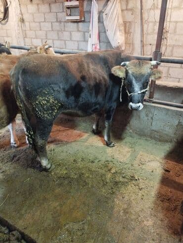 Продаю | Корова (самка), Тёлка | На забой, Для разведения | Привязанные