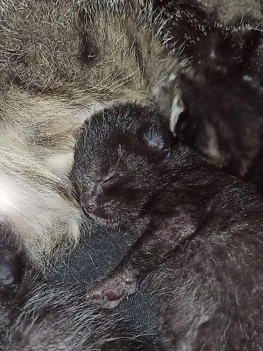 Британская короткошёрстная, 2 месяца, Мальчик, Шоколадный, Приучена к лотку