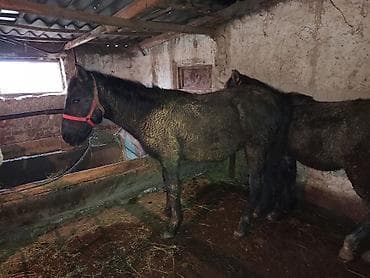 лошадь на мясо: Продаю | Жеребец | На забой, Для разведения — 5