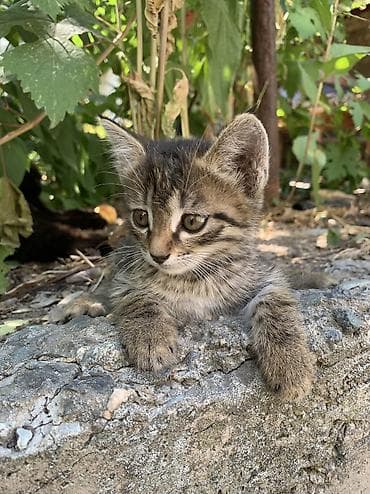 Животные: Отдам котят в хорошие руки. К лотку приучены. Описание: - Милые — 2