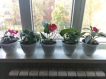 гвоздика цветы: Комнатные растения в керамических горшках - Подборка из — 1