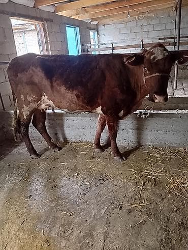 Продаю | Корова (самка) | Симментальская | Для молока | После отела — 1