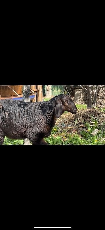 эшек жаныбар: Сатам | Ургаачы кой (ургаачы) | Арашан | Көбөйтүү үчүн | Жасалма жол менен боозутуу, Токту — 3