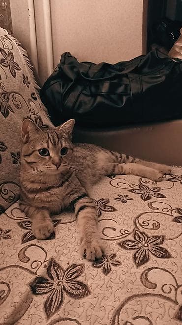 british shorthair: Британская короткошёрстная, 8 месяцев, Мальчик, Серый, Приучена к лотку, Проглистована, С документами — 1