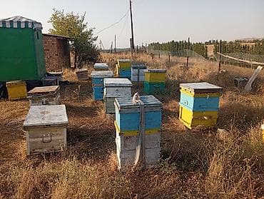 Бизнес үчүн жабдуулар: Пасека с инвентарём для пчеловодства - Комплект ульев: на участке — 1
