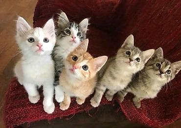 красивые кошки: Котята — домашние, ручные, из одного помёта. Разные окрасы: чёрный — 2