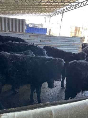 бишкек кошка: Сатам | Бука (эркек), Музоо | Ангус, Симментал | Жасалма уруктандырылган — 3