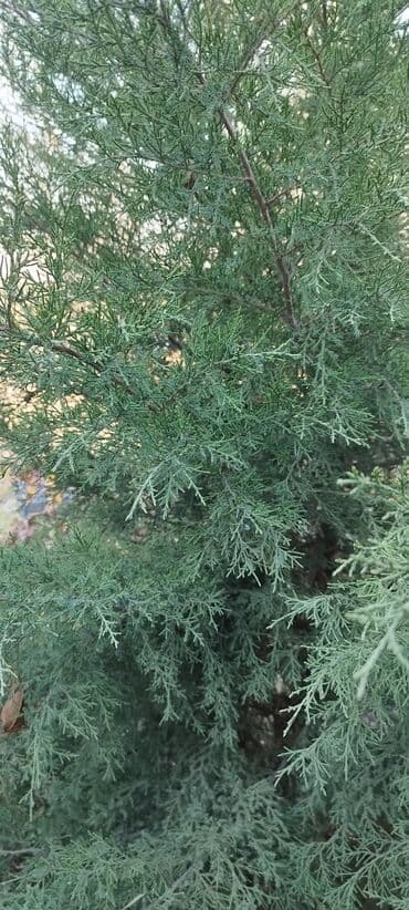 Продаю можжевельник/туя высотой чуть больше 2м - Вечнозелёный хвойный