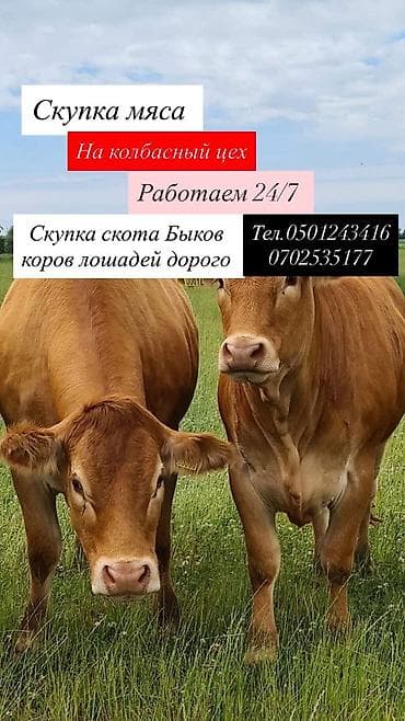 тук сокулук: Колбаса цехи : Уйлар, букалар, | Күнү-түнү — 1