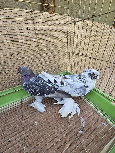 ары ящик: Продаю две пары таклы молодых чёрные одно гнездки, и парные готовые — 4