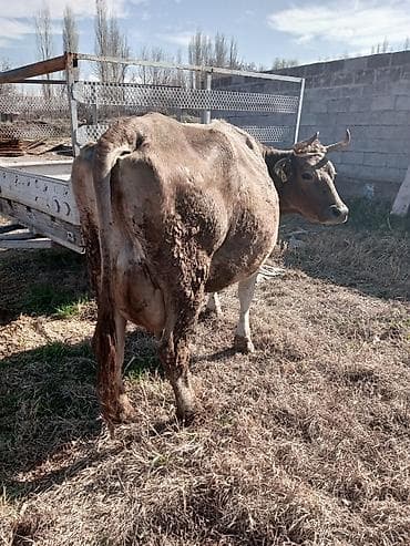 брама ош: Продаю | Корова (самка) — 3
