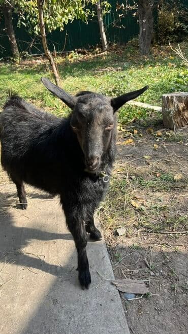 продам козу дойную: Продаю | Коза (самка), Козёл (самец) | Для разведения — 1