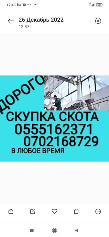 купить экзотических животных: Куплю | Коровы, быки, Другие с/х животные | Круглосуточно, Любое состояние, Забитый — 1