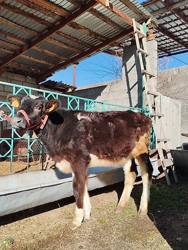 коровы голштин: Продаю | Музоо, торпок | Полукровка | На откорм — 4