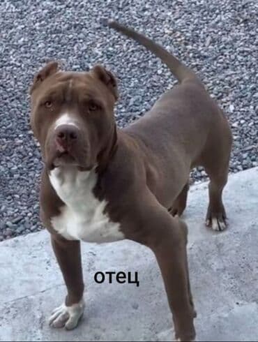 продажа щенков немецкой овчарки в бишкеке с документами: Питбуль, 3 месяца, Самец — 6