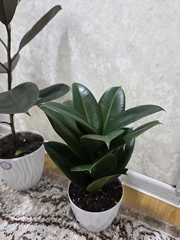 декабрис: Декабрист оранжевый на подвое кактуса + калатея украшенная (два — 4