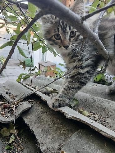 Кошка даром: Беспородная, 2 месяца, Девочка, Приучена к лотку, Проглистована