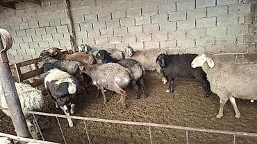 цетка для кур: Продаю | Овца (самка) — 4