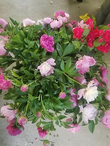 продаю вазу: Пионы под срез— пышные шапки цветов в оттенках от нежно‑розового до — 3