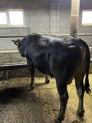 жырный телки: Продаю | Бык (самец) | Для разведения | Племенные — 1