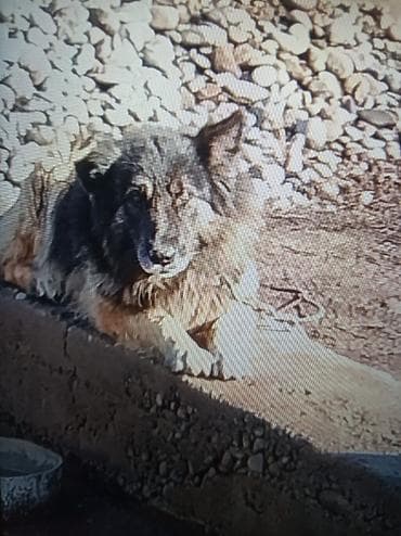 3 года, Самец