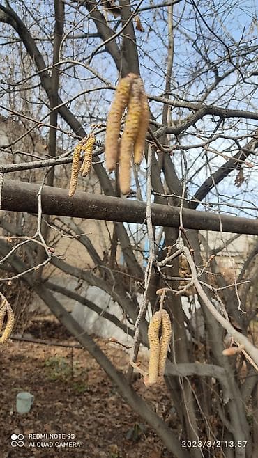 Семена и саженцы: Фундук, молодые саженцы. в зависимости от размера куста — 3
