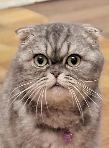 Шотландская вислоухая кошка (Scottish Fold) Пол: Женский Возраст: 10 — 5