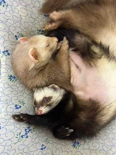 хомяк цена бишкек: Продаются два хорька девочка и мальчик взрослые. Забирала с Алматы — 10