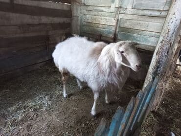 продам кошку: Сатам | Кочкор (эркек) | Союуга — 8