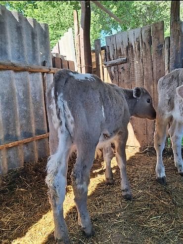 Продаю | Музоо, торпок | Для разведения | Искусственник