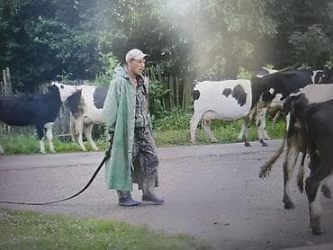 электронный пастух: Малчы керек, шаарды чети, айлык келишимдү — 1