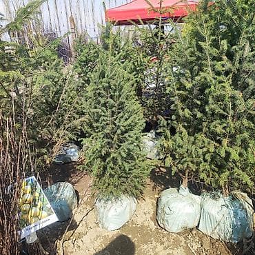 Саженцы декоративных и хвойных деревьев с комом земли (в