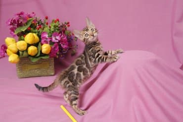 продажа породистых кошек: Друзья !!! долгожданный помет . Бенгальские котята . от самых — 7