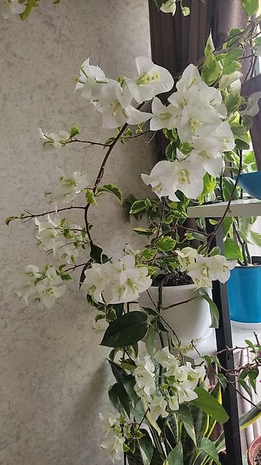 Бугенвиллея (Bougainvillea) в горшке, несколько сортов. Описание: -