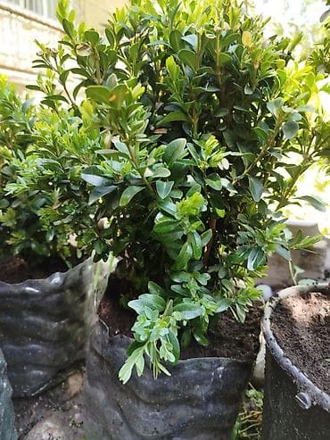 самшиты круглые: Самшит (Buxus sempervirens) в контейнере - Компактные густые кусты с — 2