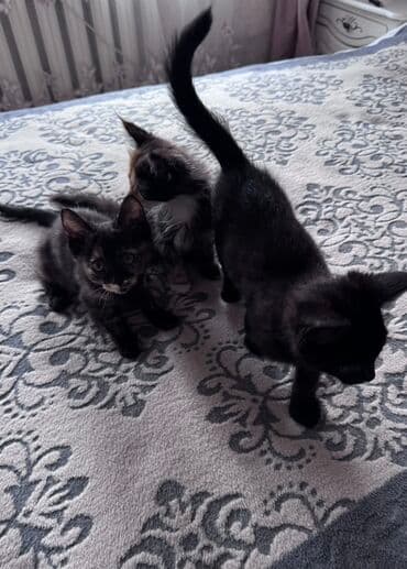 срочно продаю в связи с переездом: Очаровательные котята ждут своих новых хозяев! Им всего два с — 5