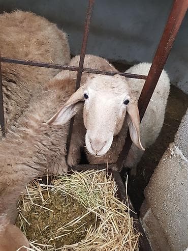 абиссинская кошка бишкек: Продаю | Ягненок, Баран (самец) | Арашан — 6