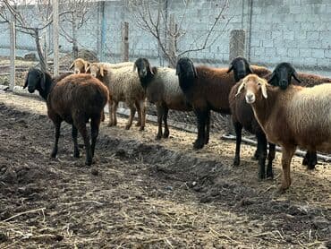 Собаки: Продаю | Овца (самка) | Для разведения | Матка — 7