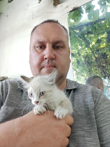 котенок шиншилла цена: Мышык бекер берилет: Абиссин, 1 айлык, Эркек, Лотокко барууга үйрөтүлгөн — 1