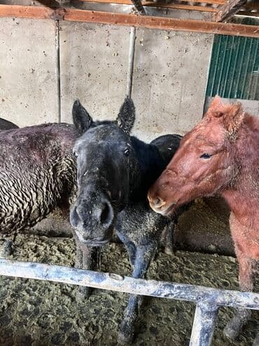 фарель ош: Продаю | Жеребенок | Для разведения — 1