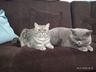 британская короткошёрстная кошка сколько стоит: Британская короткошёрстная, 1 месяц, Девочка, Голубой — 1