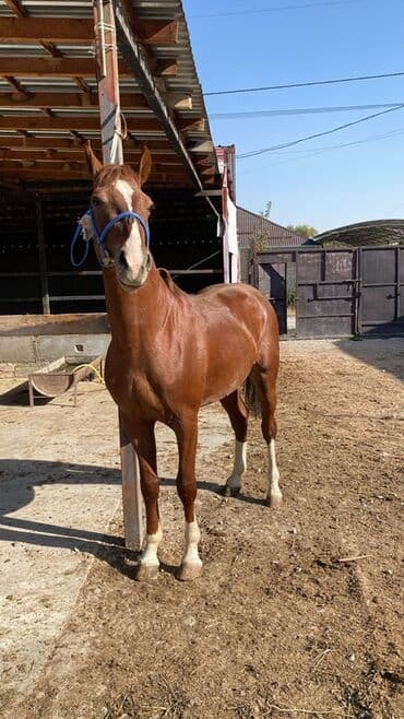 купить кошку в бишкеке: Продаю | Жеребец | Конный спорт | Племенные — 2