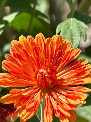 уф печать оборудование: Эхинацея - 250 сом. Эхинацея белая - 350 сом. Флоксы - 300 сом — 11