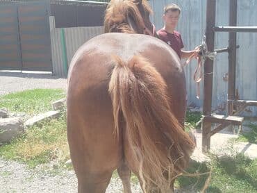 продажа щенков немецкой овчарки в бишкеке с документами: Продаю | Жеребец | На забой, Для разведения | Племенные — 1