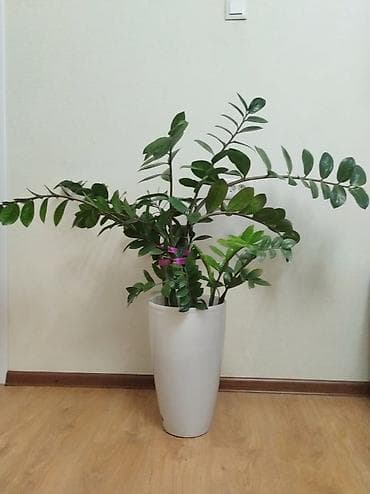 каучуконосный фикус: Комнатные растения в декоративных кашпо. - Фикус эластика — 3