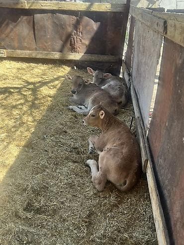 аппарат для коров: Продаю | Музоо, торпок | На откорм — 9