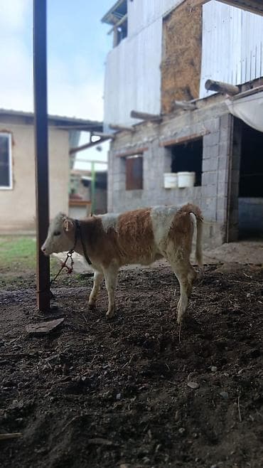 кошки милые: Продаю | Музоо, торпок | Для разведения | Привязанные — 5