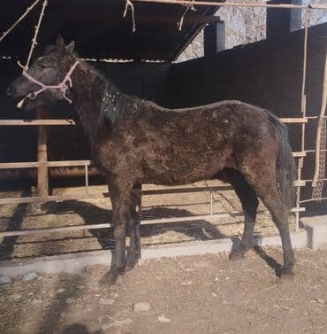 корм для кошек бишкек цена: Продаю | Кобыла (самка) | Полукровка, Першерон, Дончак | На забой, Для разведения, Конный спорт | Племенные, Осеменитель, Мерин — 3